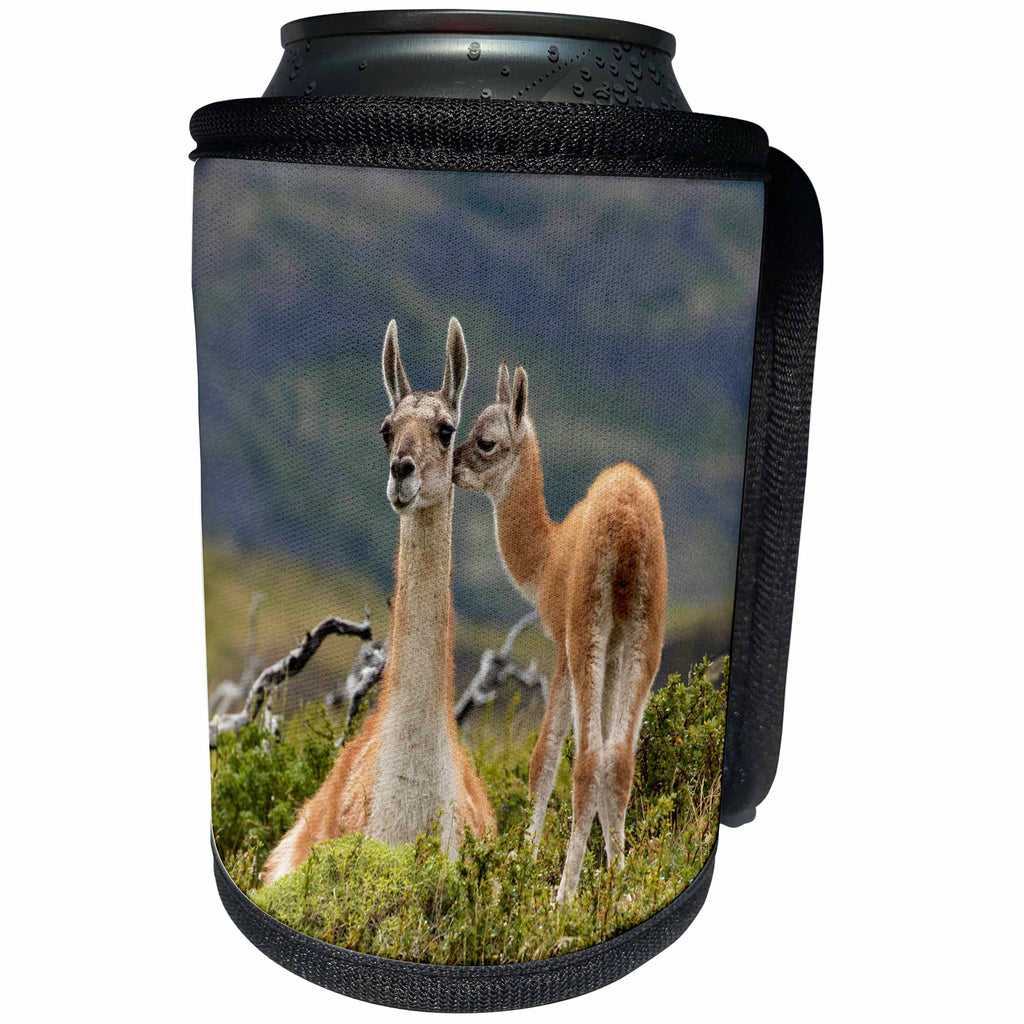 3dRose Danita Delimont - Llamas - Guanaco and baby, Andes, Torres del Paine NP, Patagonia, Chile - Can Cooler Bottle Wrap (cc_278260)