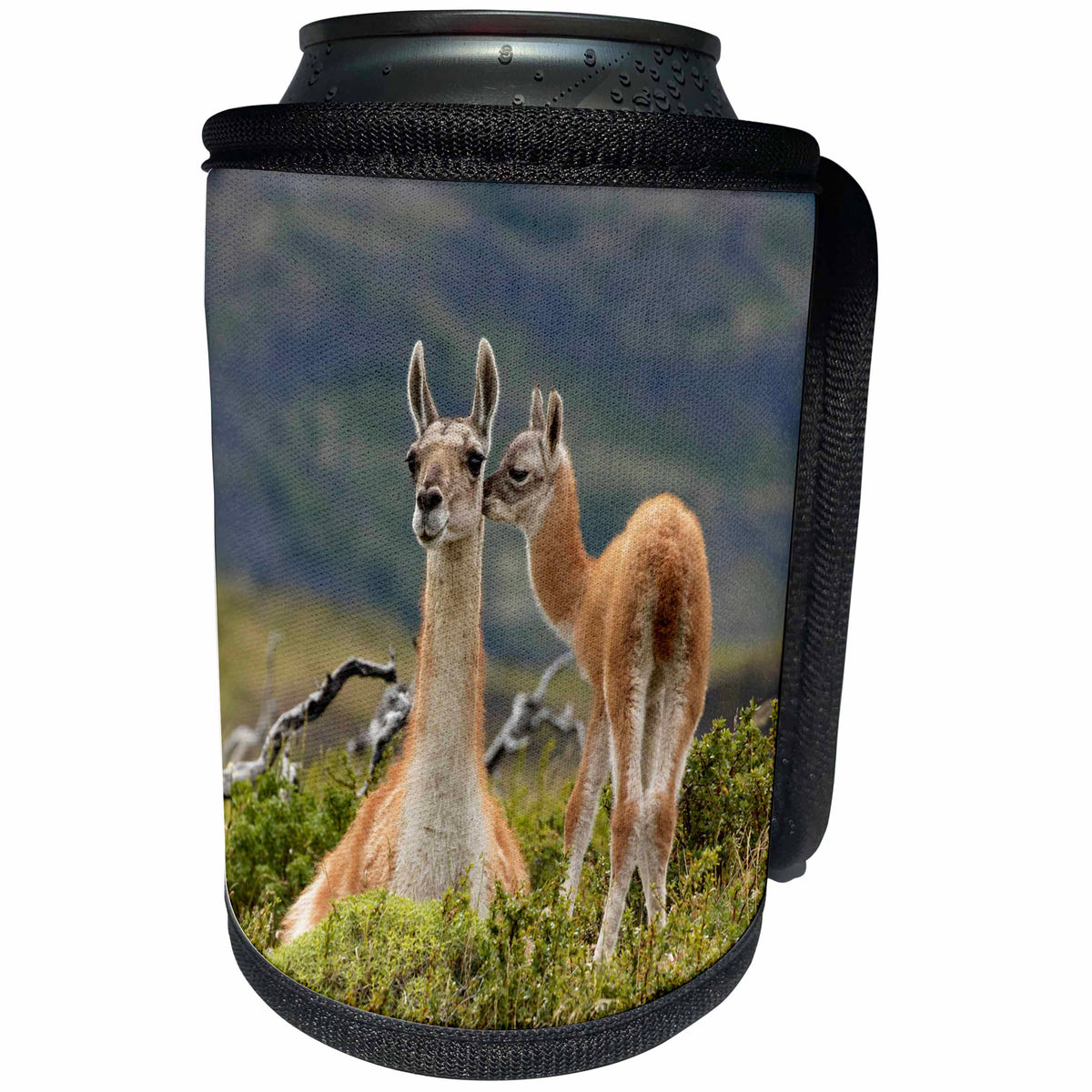 3dRose Danita Delimont - Llamas - Guanaco and baby, Andes, Torres del Paine NP, Patagonia, Chile - Can Cooler Bottle Wrap (cc_278260)