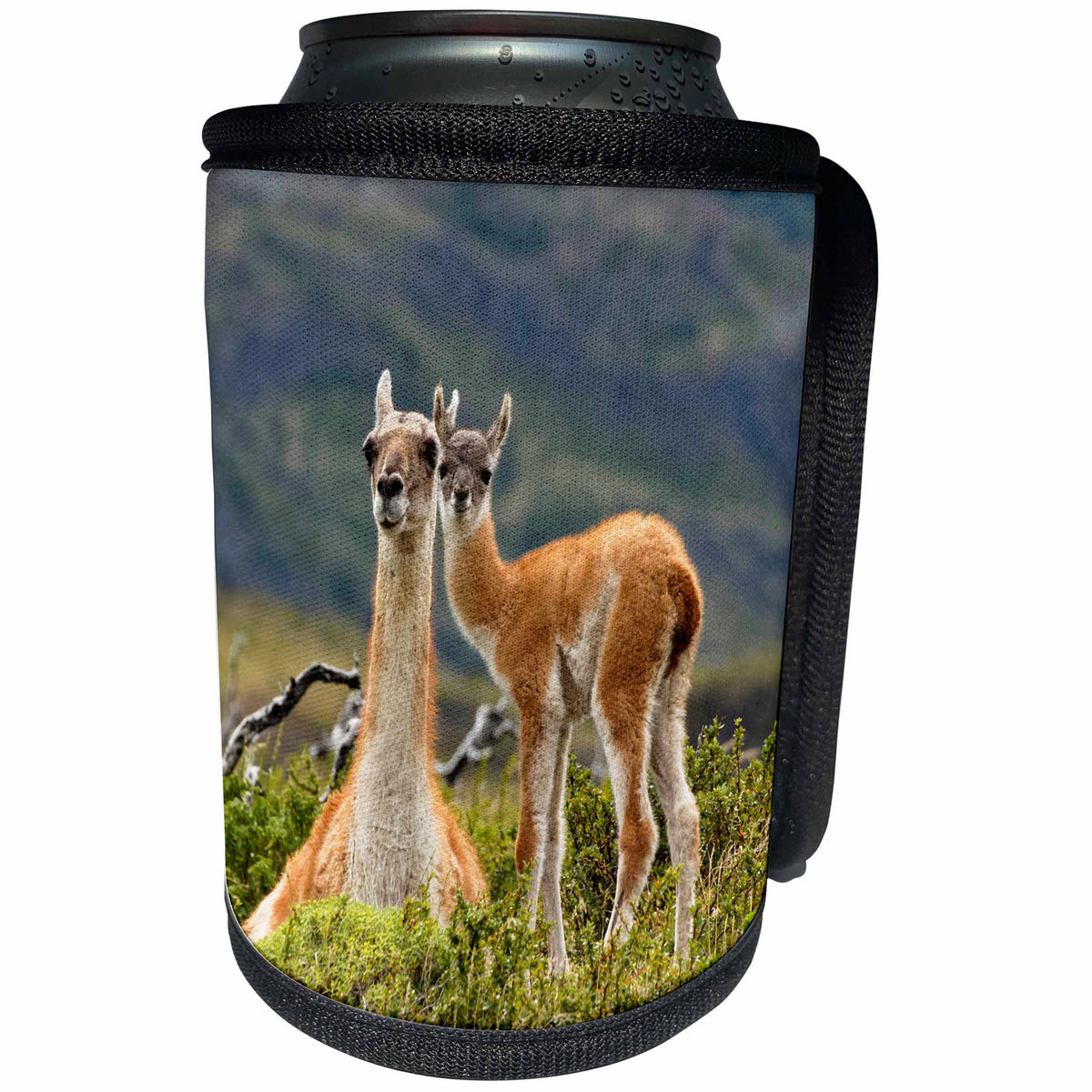 3dRose Danita Delimont - Llamas - Guanaco mother and baby, Andes, Torres del Paine NP, Chile - Can Cooler Bottle Wrap (cc_278261)