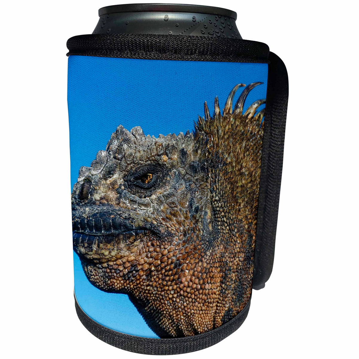 3dRose Danita Delimont - Iguana - Marine Iguana, Galapagos Islands, Ecuador - Can Cooler Bottle Wrap (cc_278277)