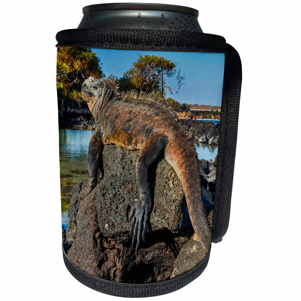 3dRose Danita Delimont - Iguana - Marine Iguana basking in the sun, Galapagos Islands, Ecuador - Can Cooler Bottle Wrap (cc_278278)