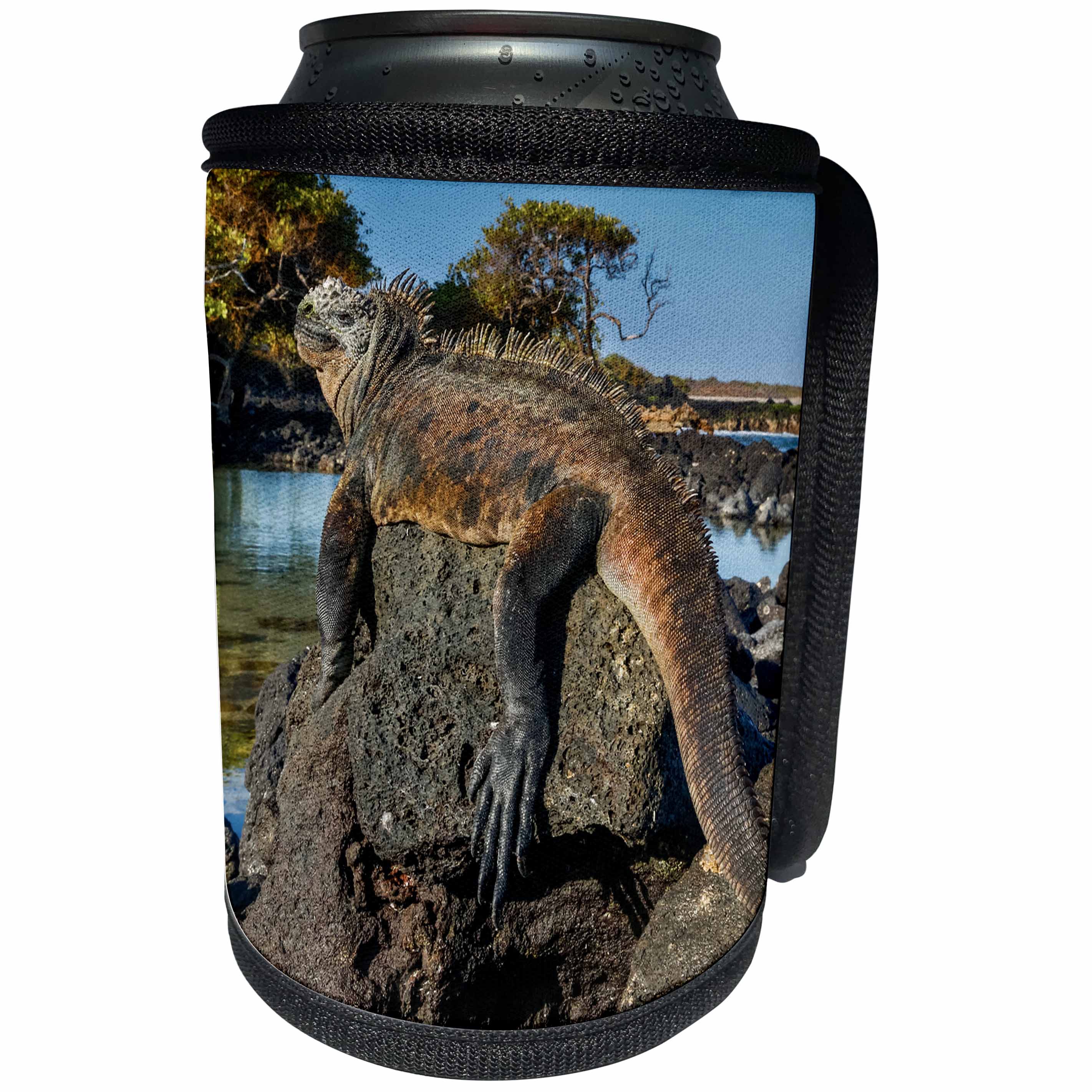 3dRose Danita Delimont - Iguana - Marine Iguana basking in the sun, Galapagos Islands, Ecuador - Can Cooler Bottle Wrap (cc_278278)