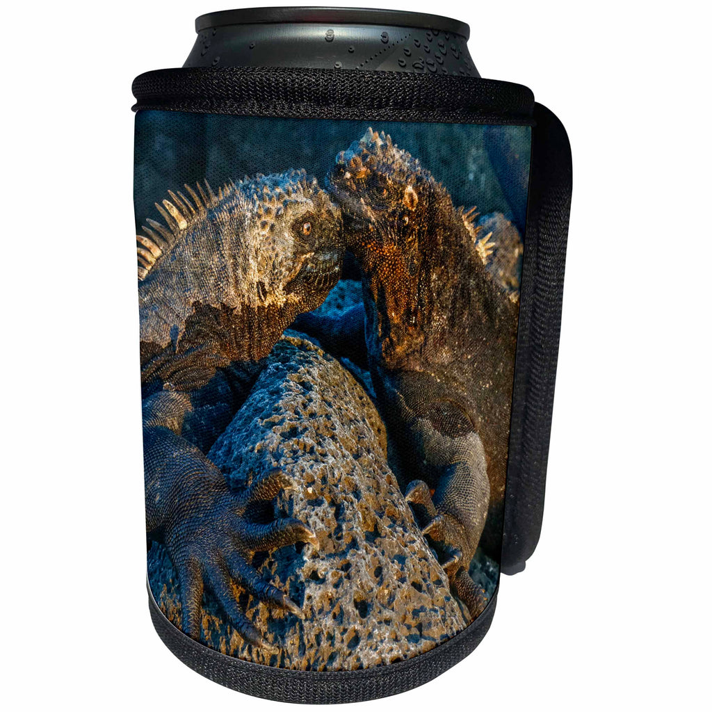 3dRose Danita Delimont - Iguana - Marine Iguanas, Galapagos Islands, Ecuador - Can Cooler Bottle Wrap (cc_278279)