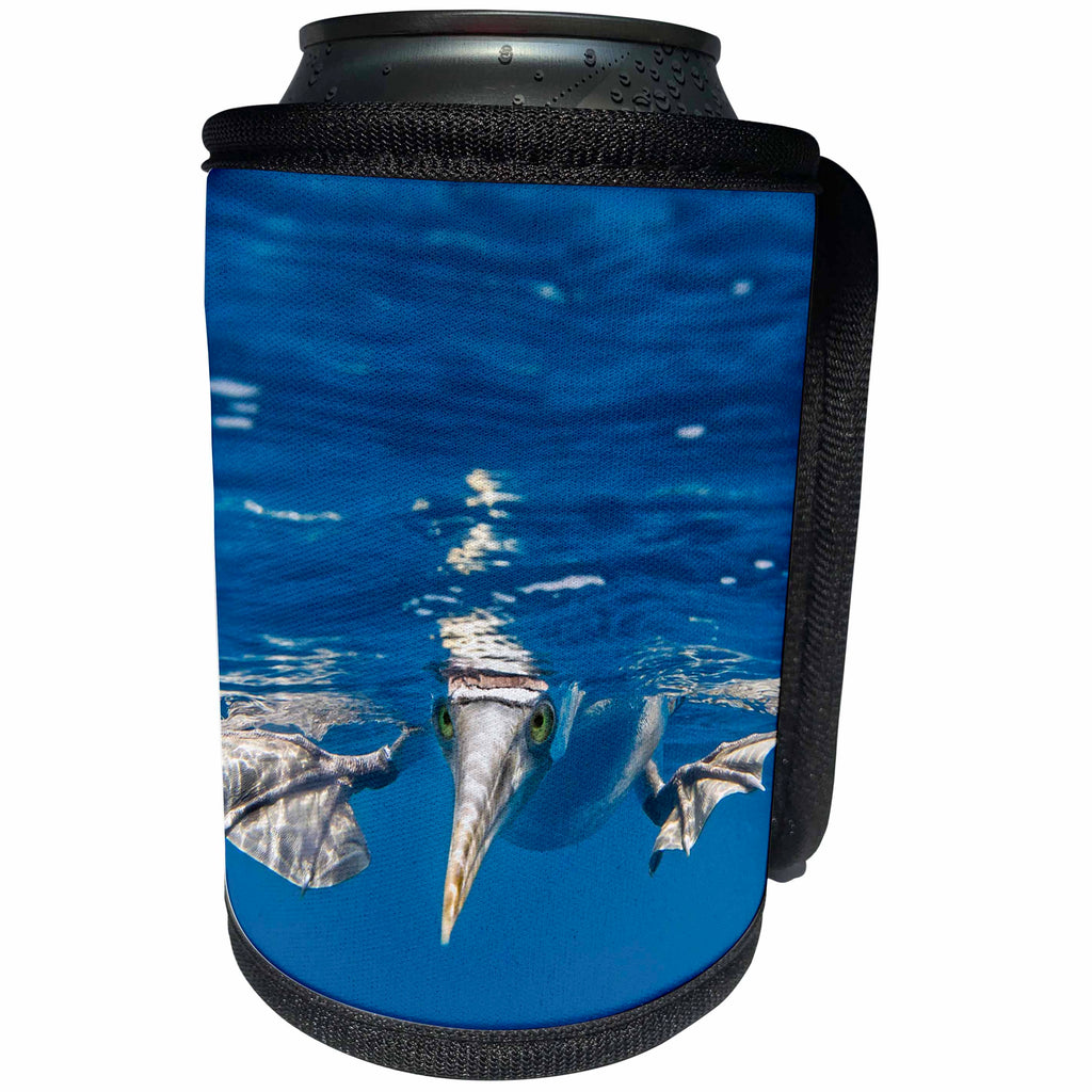 3dRose Danita Delimont - Seabirds - Blue Footed Booby, Galapagos Islands - Can Cooler Bottle Wrap (cc_278280)