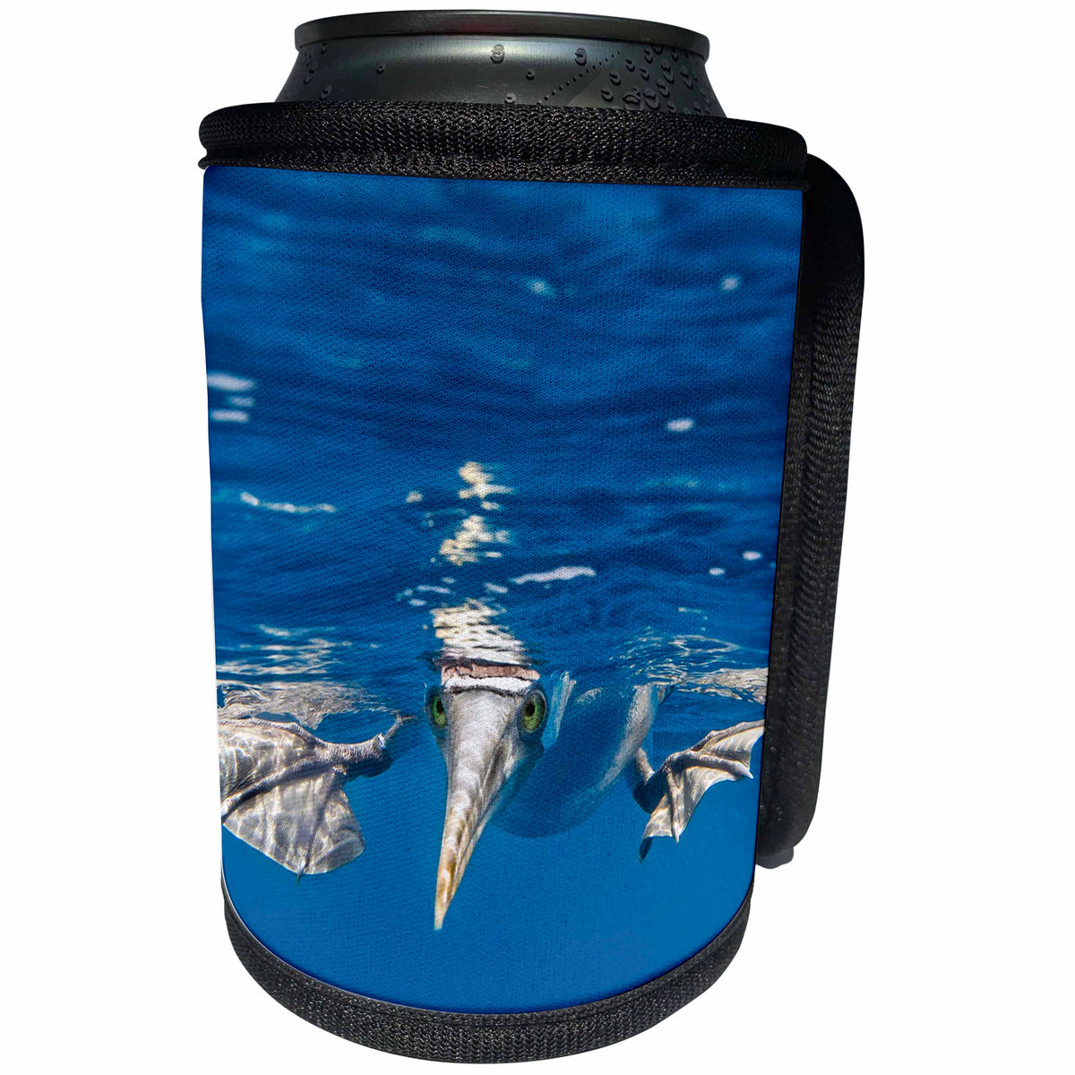 3dRose Danita Delimont - Seabirds - Blue Footed Booby, Galapagos Islands - Can Cooler Bottle Wrap (cc_278280)