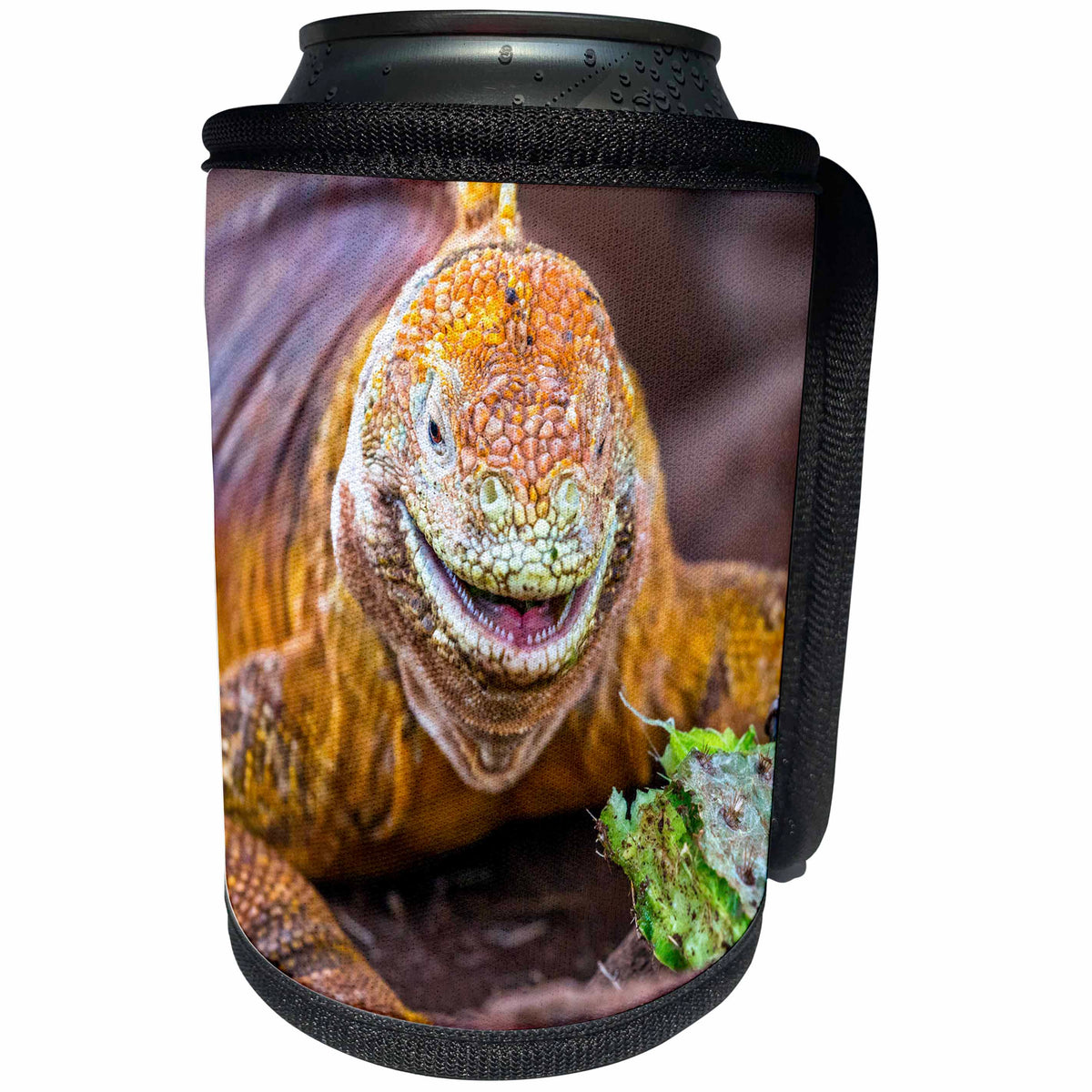 3dRose Danita Delimont - Iguana - Galapagos land iguana, Galapagos Islands, Ecuador - Can Cooler Bottle Wrap (cc_278281)