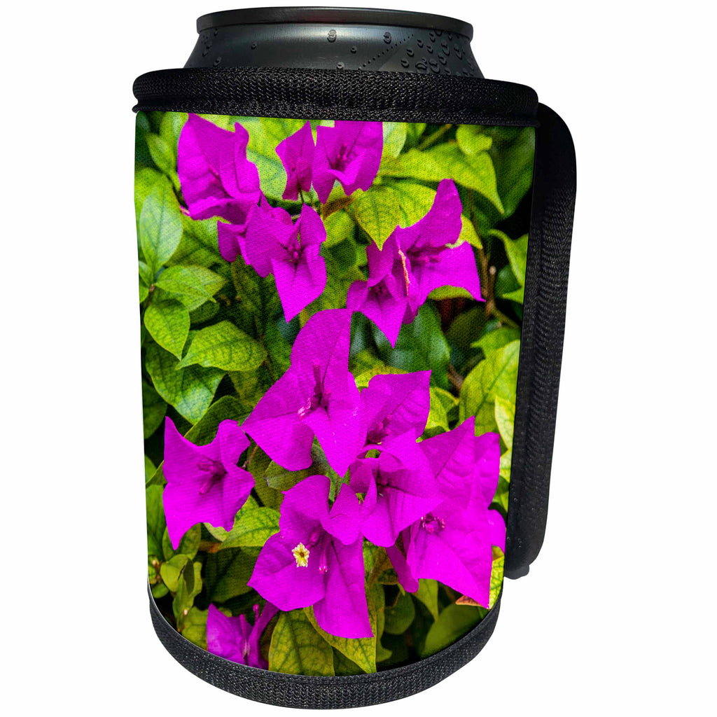 3dRose Danita Delimont - Flowers - Purple Bougainvillea, San Miguel de Allende, Mexico - Can Cooler Bottle Wrap (cc_278314)