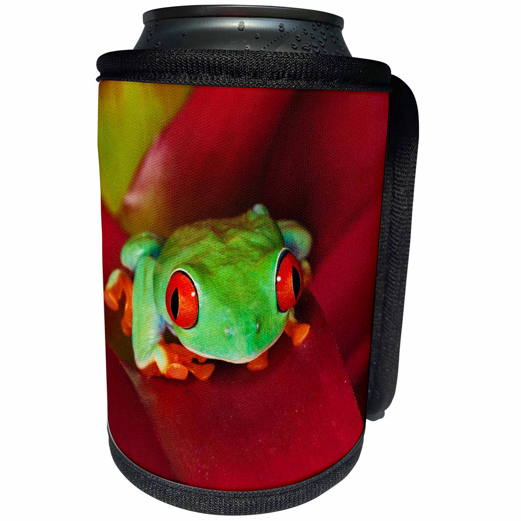 3dRose Danita Delimont - Frogs - South America, Panama. Red eyed tree frog. - Can Cooler Bottle Wrap (cc_278319)