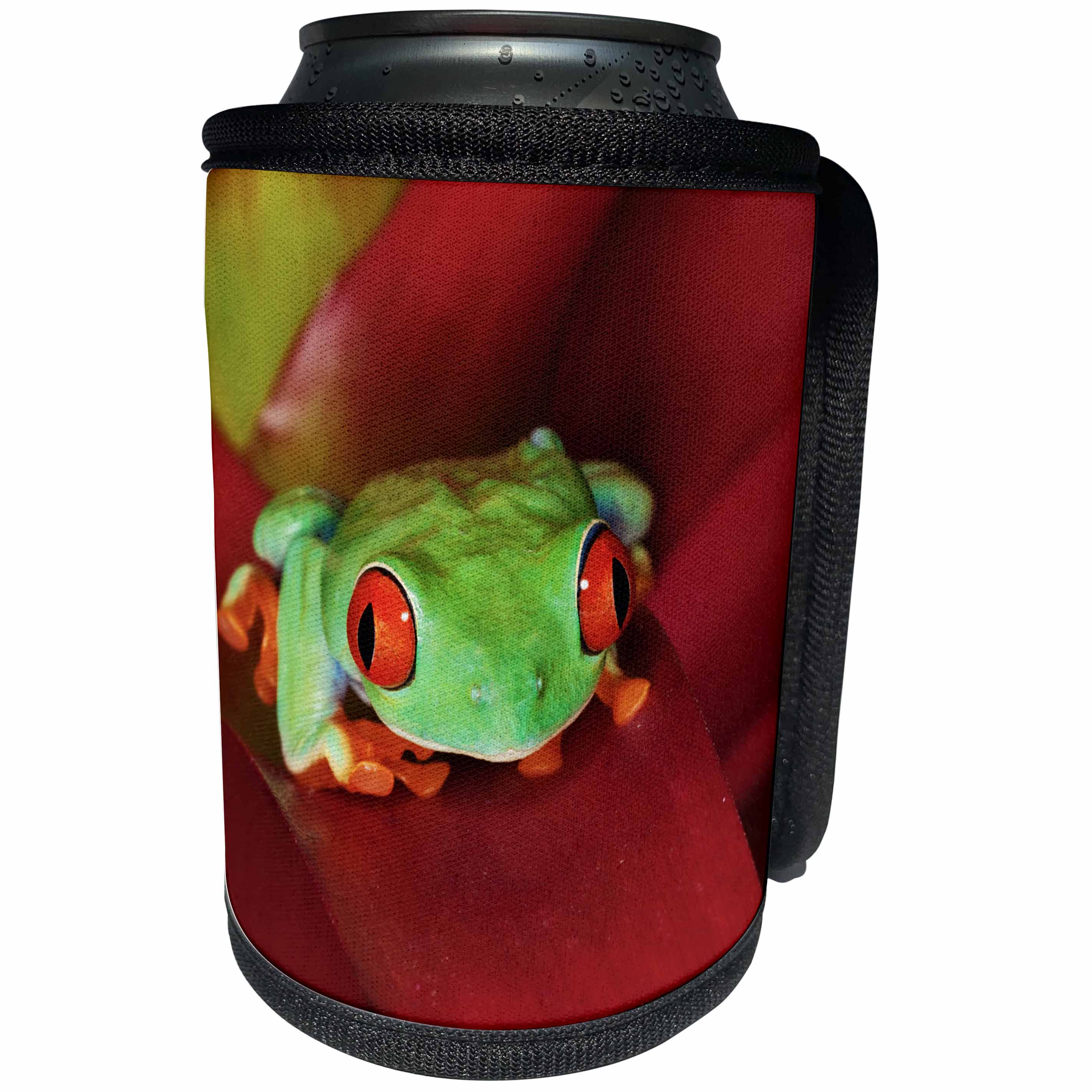 3dRose Danita Delimont - Frogs - South America, Panama. Red eyed tree frog. - Can Cooler Bottle Wrap (cc_278319)