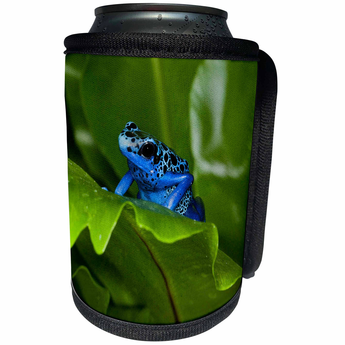 3dRose Danita Delimont - Frogs - South America, Suriname. Blue dart frog on leaf. - Can Cooler Bottle Wrap (cc_278323)