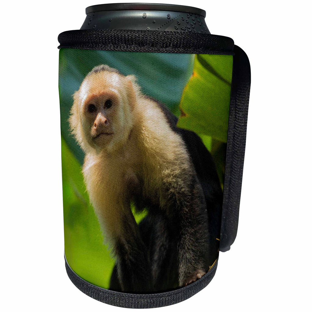 3dRose Danita Delimont - Primates - Costa Rica, monkey, spider monkey, tree - Can Cooler Bottle Wrap (cc_278324)