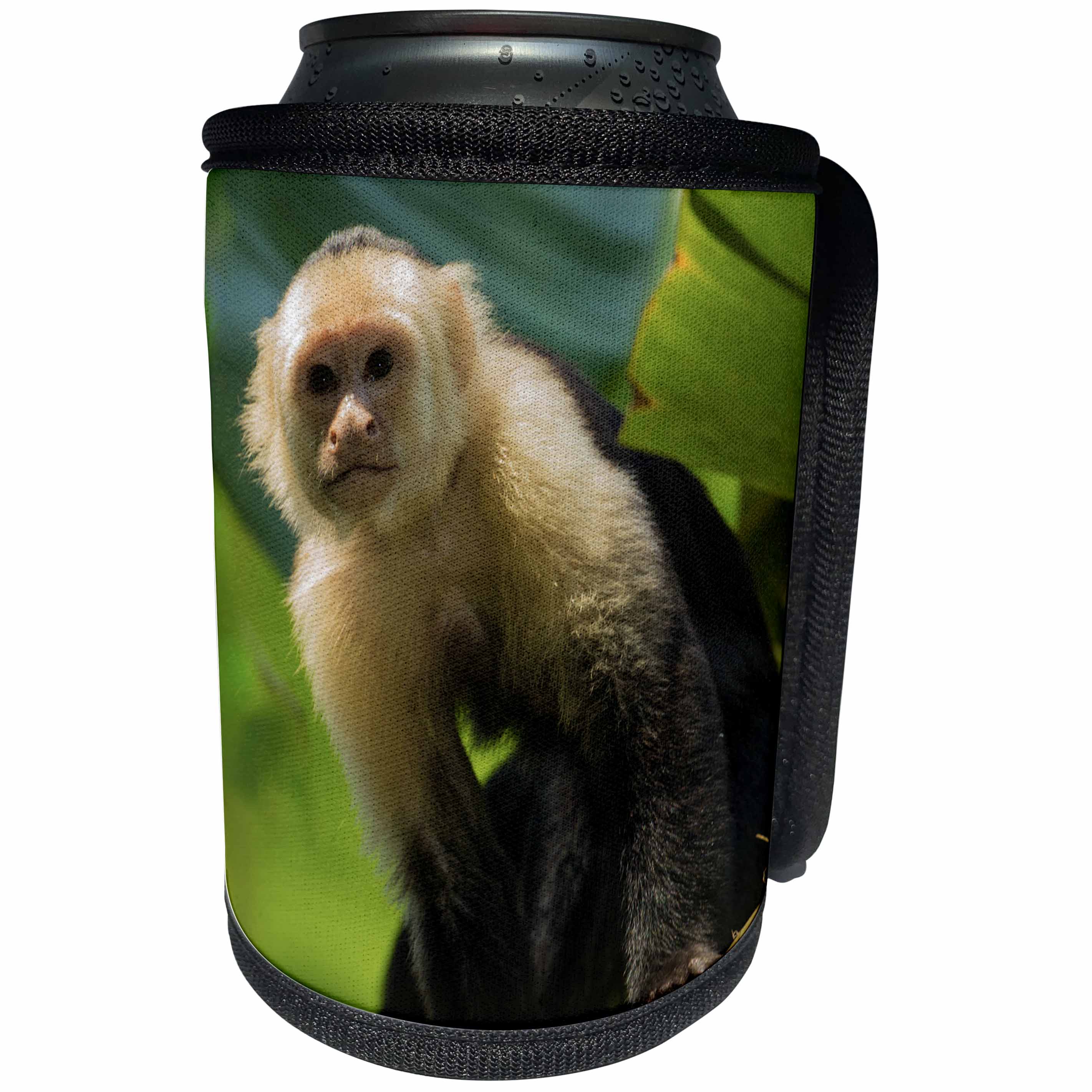 3dRose Danita Delimont - Primates - Costa Rica, monkey, spider monkey, tree - Can Cooler Bottle Wrap (cc_278324)
