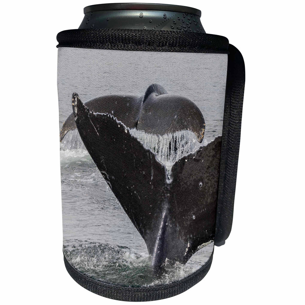 3dRose Danita Delimont - Whales - USA, Alaska, Tongass National Forest. Humpback whales diving. - Can Cooler Bottle Wrap (cc_278333)