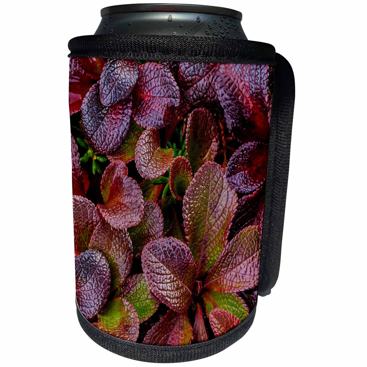 3dRose Danita Delimont - Autumn - USA, Alaska. Close up of alpine bearberry plants. - Can Cooler Bottle Wrap (cc_278336)