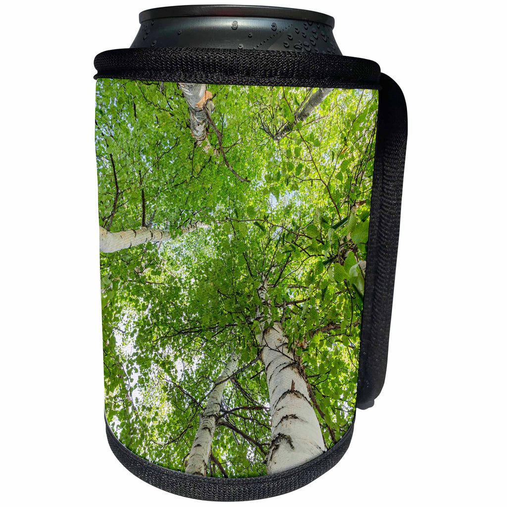 3dRose Danita Delimont - Forests - USA, Alaska. Paper birch trees. - Can Cooler Bottle Wrap (cc_278345)