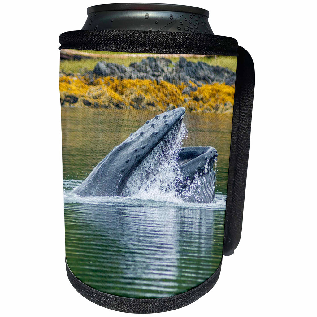 3dRose Danita Delimont - Whales - USA, Alaska, Tongass National Forest. Humpback whale lunge feeds. - Can Cooler Bottle Wrap (cc_278363)