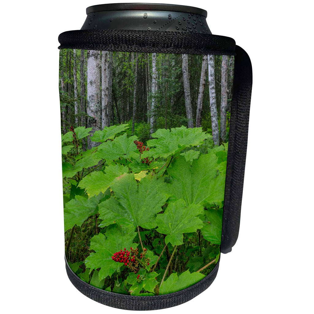 3dRose Danita Delimont - Forests - Alaska, Nancy Lake SRA. Devils club plant in birch forest. - Can Cooler Bottle Wrap (cc_278370)