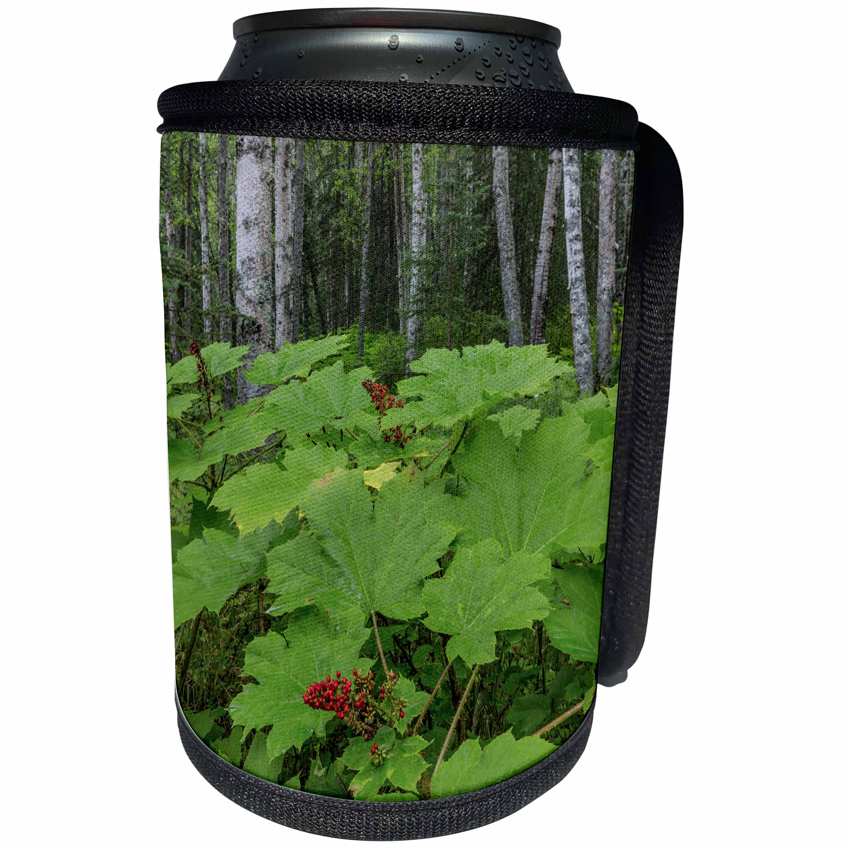 3dRose Danita Delimont - Forests - Alaska, Nancy Lake SRA. Devils club plant in birch forest. - Can Cooler Bottle Wrap (cc_278370)