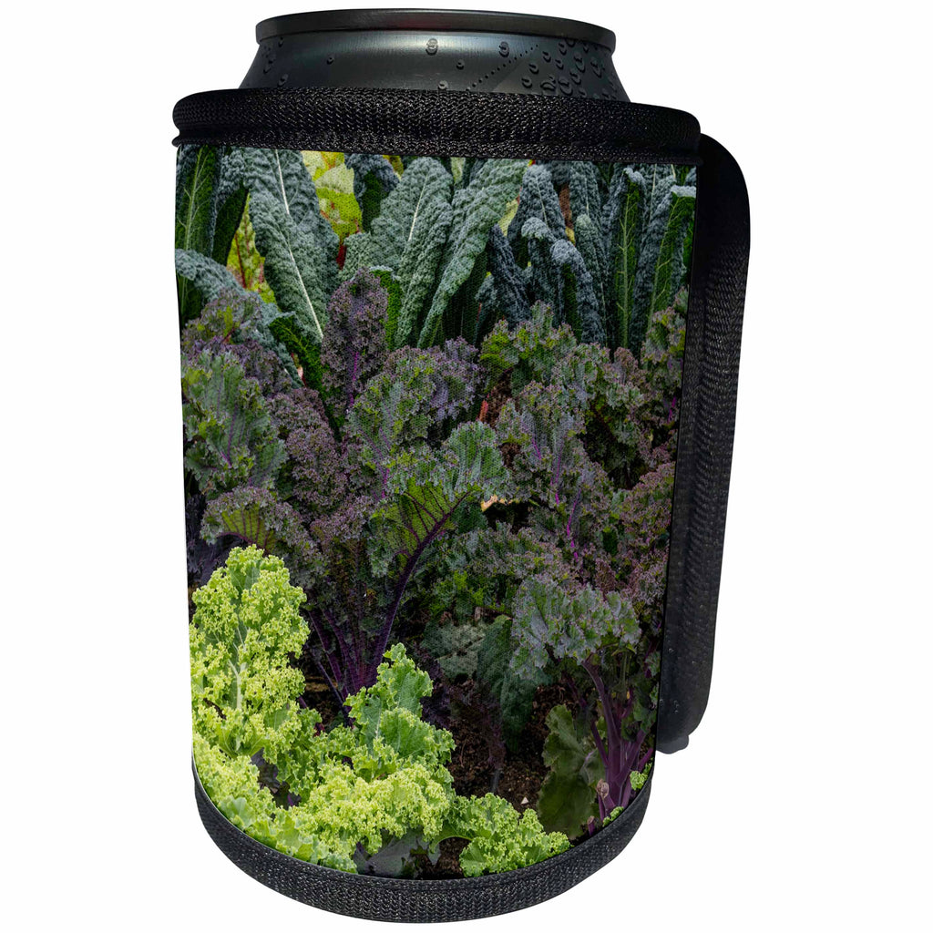 3dRose Danita Delimont - Food - USA, Alaska. Kale in organic vegetable garden. - Can Cooler Bottle Wrap (cc_278371)