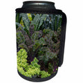 3dRose Danita Delimont - Food - USA, Alaska. Kale in organic vegetable garden. - Can Cooler Bottle Wrap (cc_278371)
