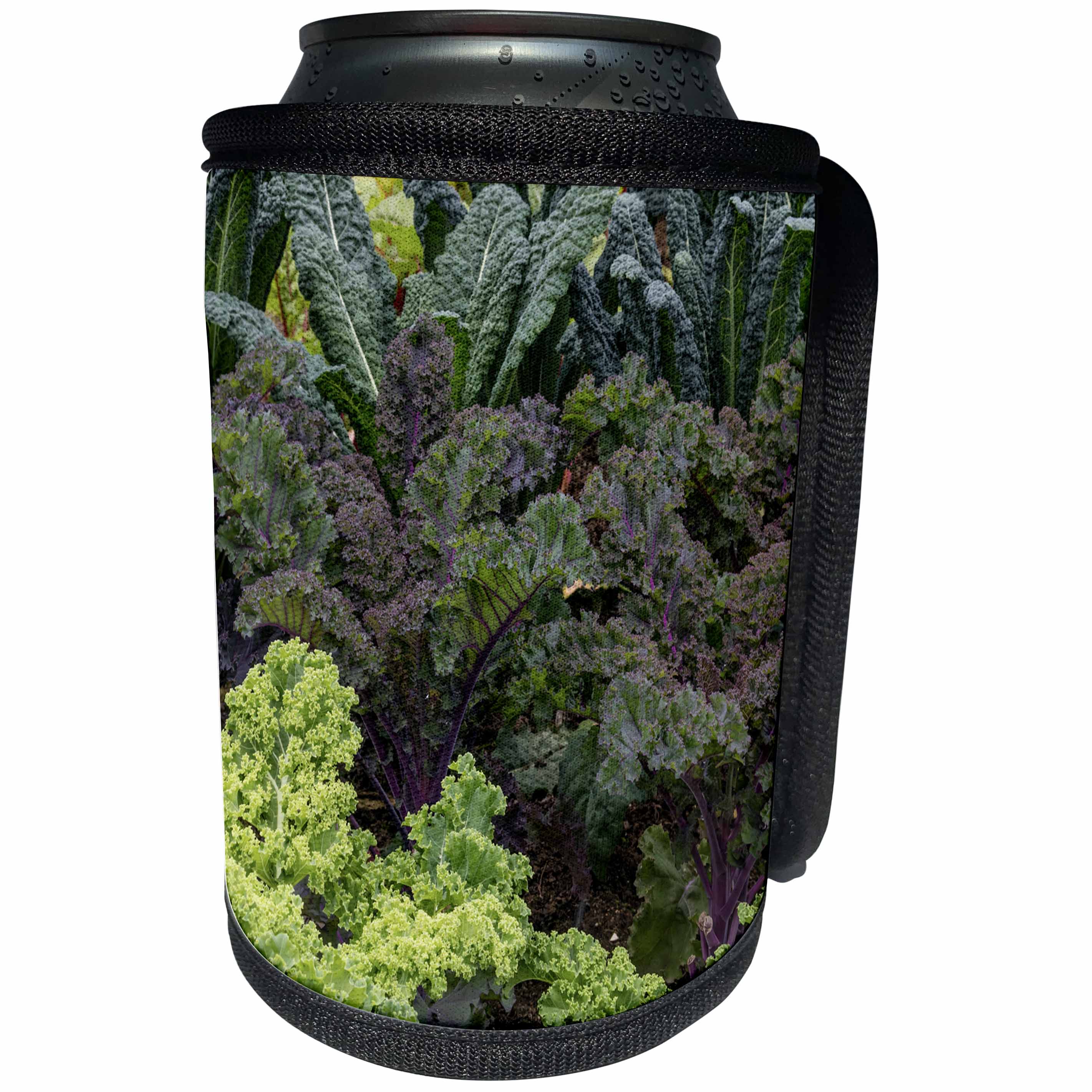 3dRose Danita Delimont - Food - USA, Alaska. Kale in organic vegetable garden. - Can Cooler Bottle Wrap (cc_278371)