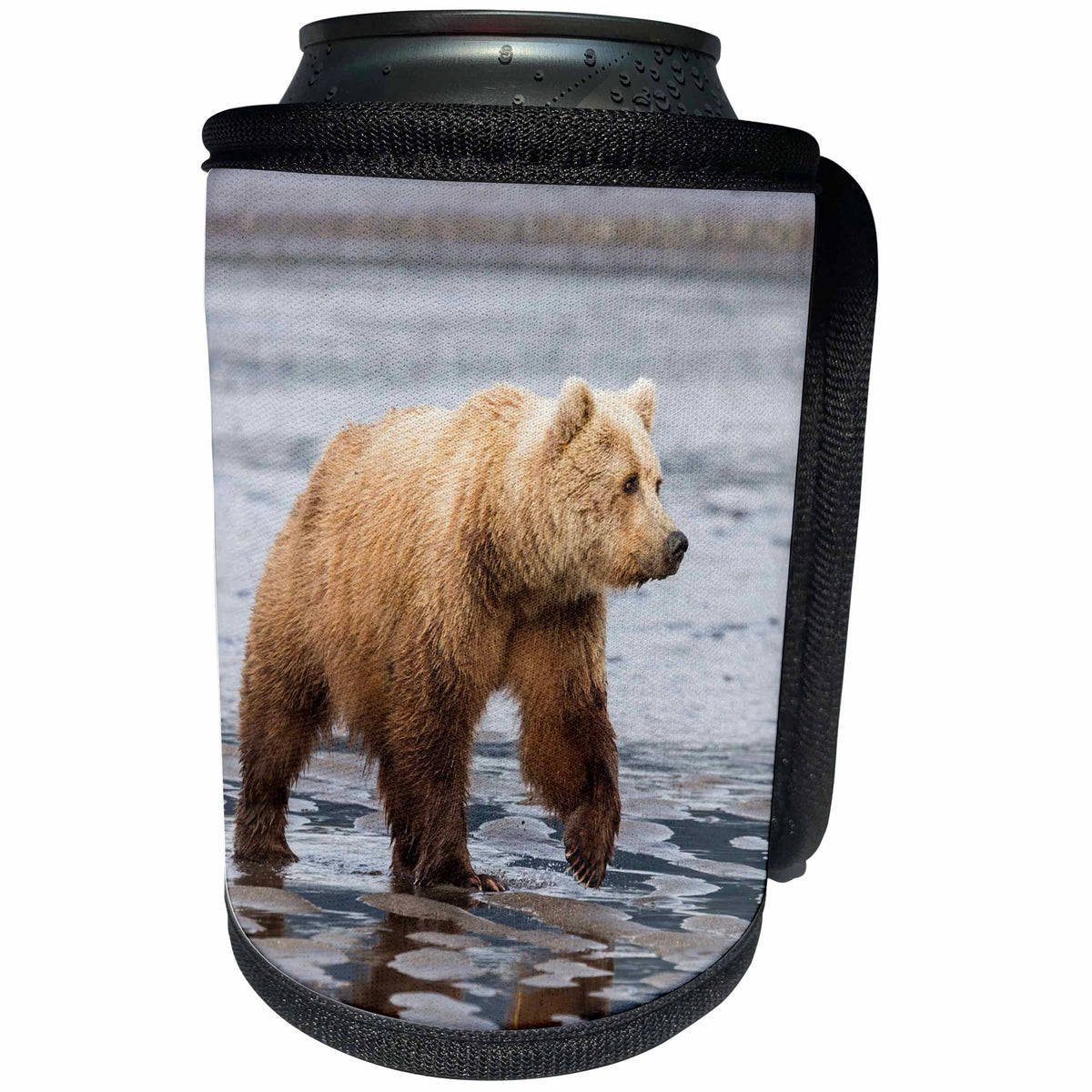 3dRose Danita Delimont - Bears - Alaska. A grizzly bear walks along the tidal flats, Lake Clark NP. - Can Cooler Bottle Wrap (cc_278399)