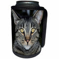 3dRose Danita Delimont - Cats - USA, California. Male tabby cat portrait. - Can Cooler Bottle Wrap (cc_278513)