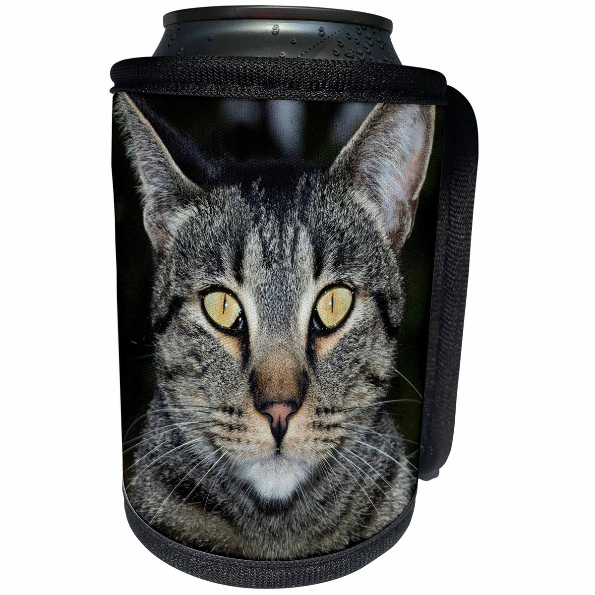 3dRose Danita Delimont - Cats - USA, California. Male tabby cat portrait. - Can Cooler Bottle Wrap (cc_278513)