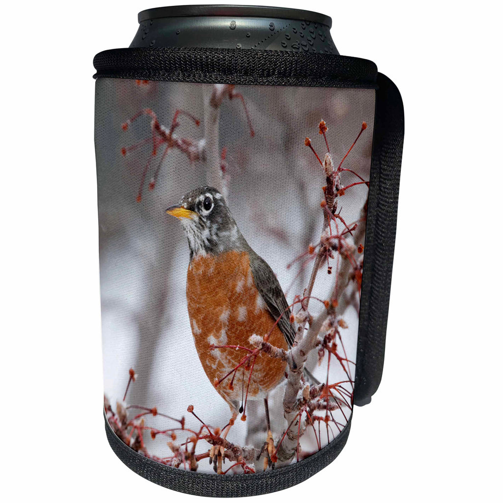 3dRose Danita Delimont - Songbirds - USA, California, Owens Valley. Robin on pear tree. - Can Cooler Bottle Wrap (cc_278529)