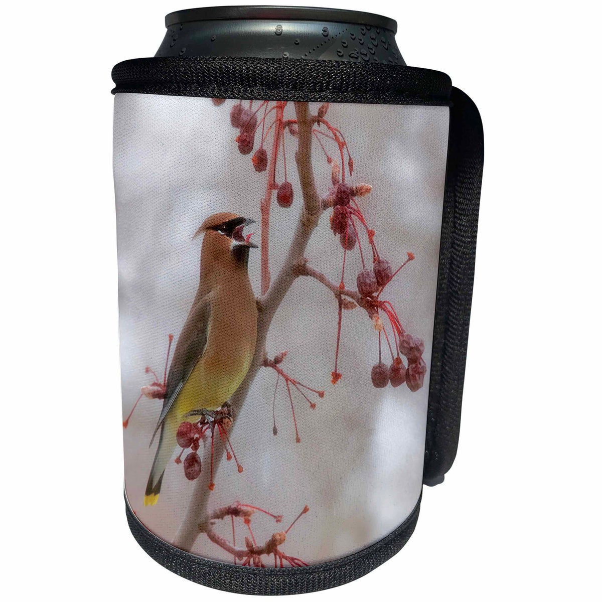 3dRose Danita Delimont - Songbirds - USA, California, Owens Valley. Cedar waxwing on pear tree. - Can Cooler Bottle Wrap (cc_278535)