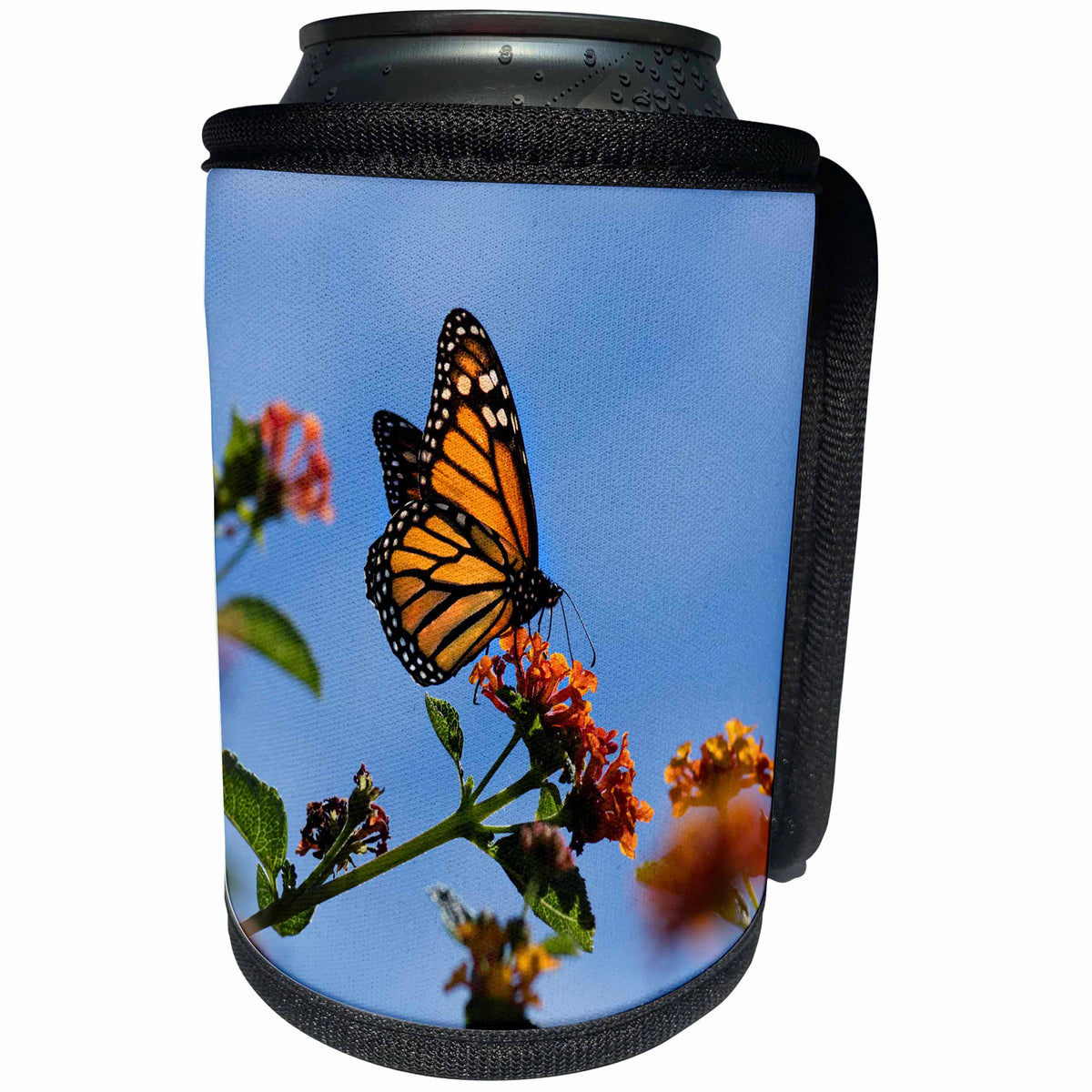 3dRose Danita Delimont - Butterflies - USA, California. Monarch butterfly on lantana flower. - Can Cooler Bottle Wrap (cc_278558)