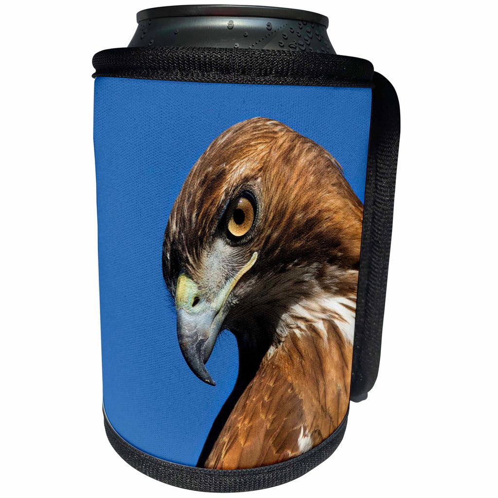 3dRose Danita Delimont - Hawks - USA, California. Red shouldered hawk portrait. - Can Cooler Bottle Wrap (cc_278575)