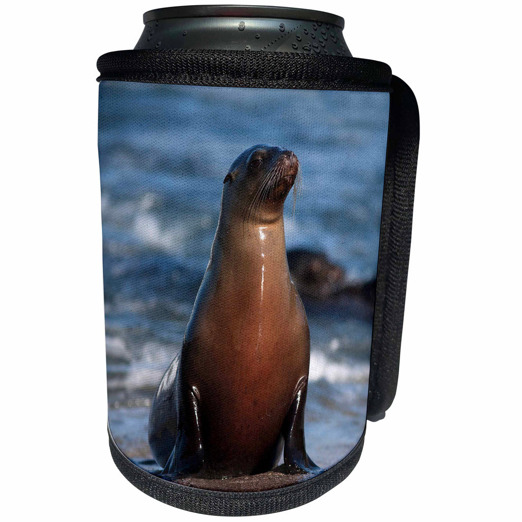 3dRose Danita Delimont - Seals - USA, California, La Jolla. Sea lion on beach. - Can Cooler Bottle Wrap (cc_278581)
