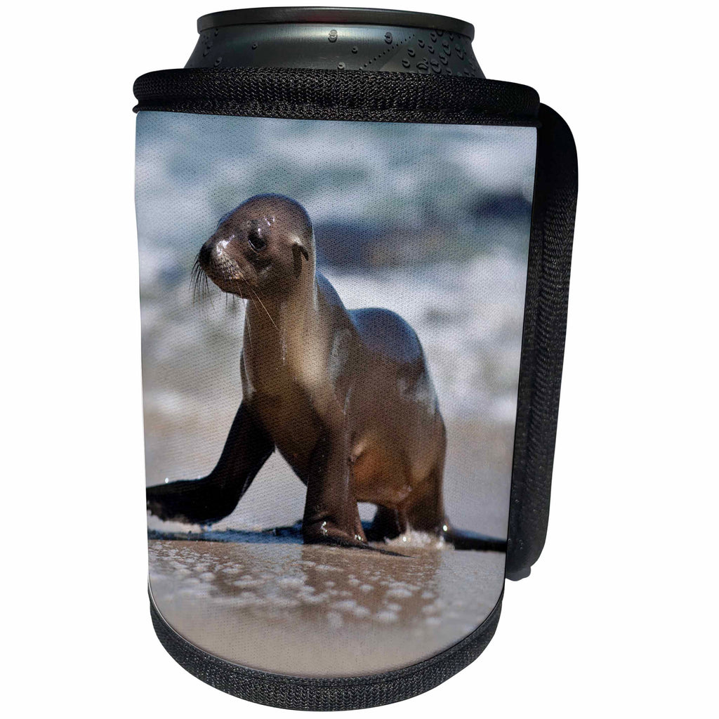 3dRose Danita Delimont - Seals - USA, California, La Jolla. Baby sea lion on beach. - Can Cooler Bottle Wrap (cc_278584)