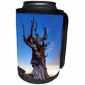 3dRose Danita Delimont - Sunsets - USA, California, White Mountains. Bristlecone pine tree at sunset. - Can Cooler Bottle Wrap (cc_278588)