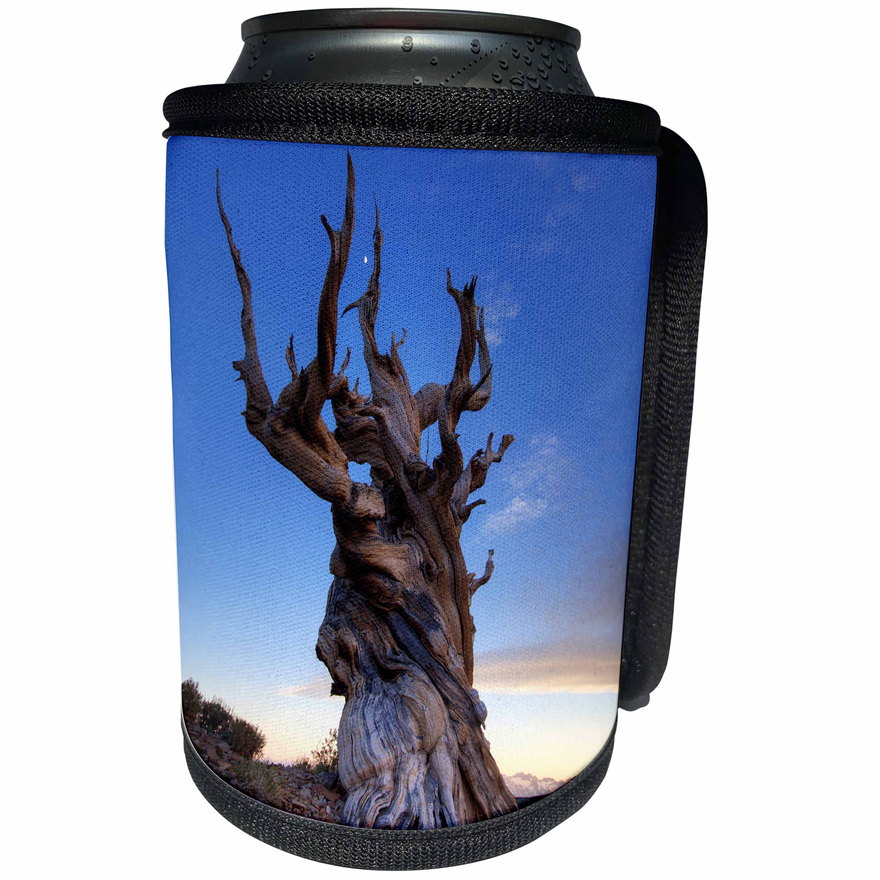 3dRose Danita Delimont - Sunsets - USA, California, White Mountains. Bristlecone pine tree at sunset. - Can Cooler Bottle Wrap (cc_278588)