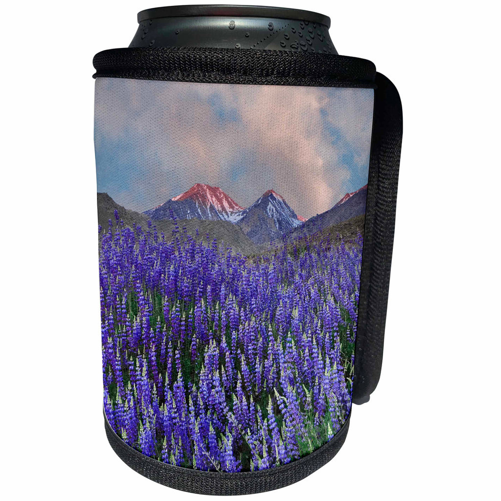 3dRose Danita Delimont - Flowers - California, Sierra Nevada Range. Blooming lupine flowers in mountains. - Can Cooler Bottle Wrap (cc_278590)