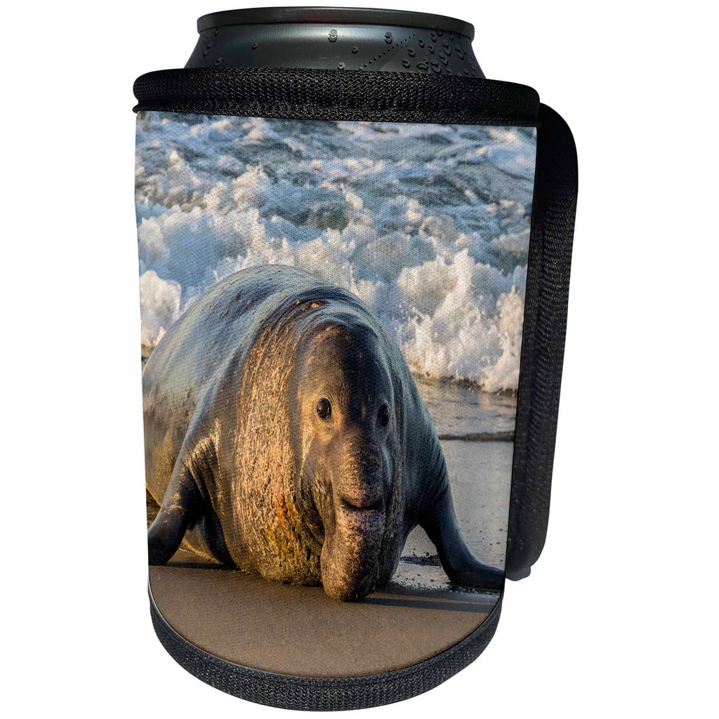 3dRose Danita Delimont - Seals - California, San Luis Obispo. Male northern elephant seal on beach. - Can Cooler Bottle Wrap (cc_278592)
