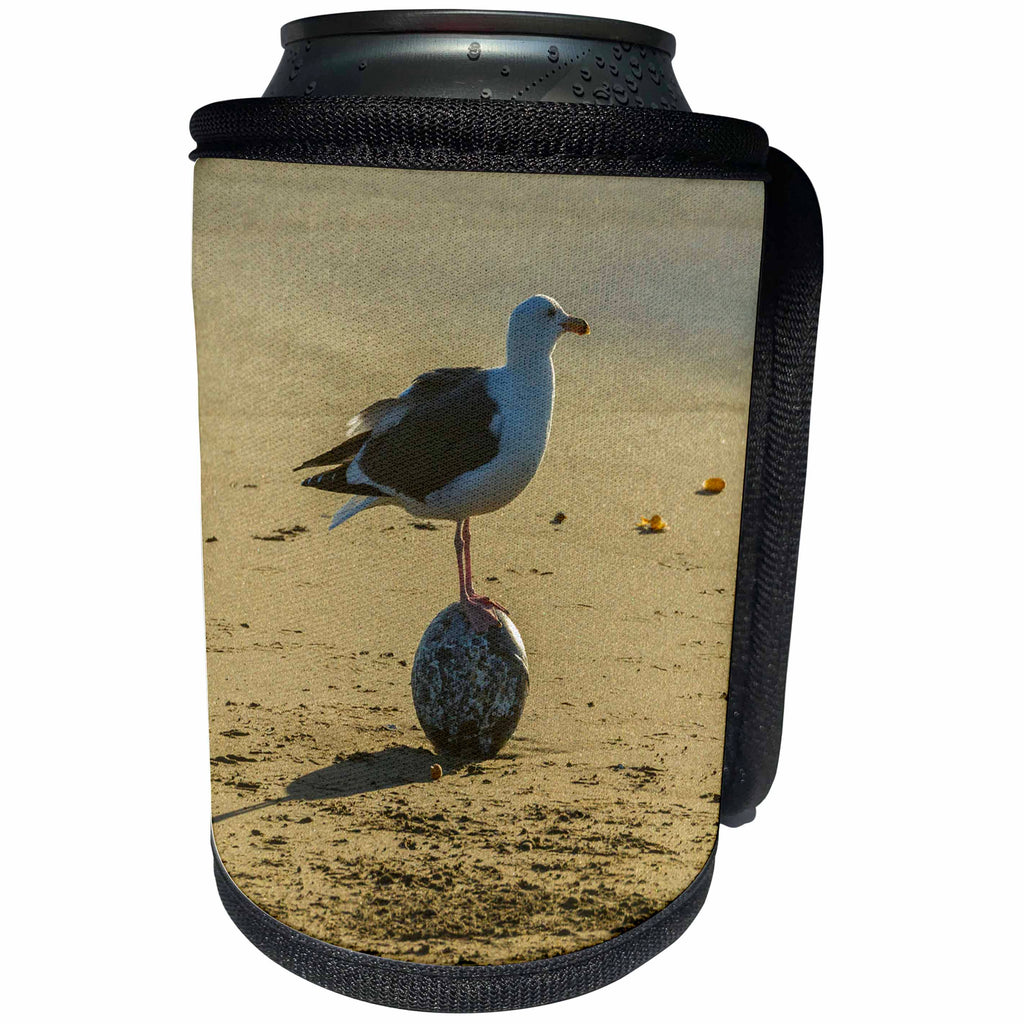 3dRose Danita Delimont - Seabirds - California, San Luis Obispo. Herring gull standing on ocean flotsam. - Can Cooler Bottle Wrap (cc_278594)