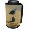 3dRose Danita Delimont - Seabirds - California, San Luis Obispo. Herring gull standing on ocean flotsam. - Can Cooler Bottle Wrap (cc_278594)