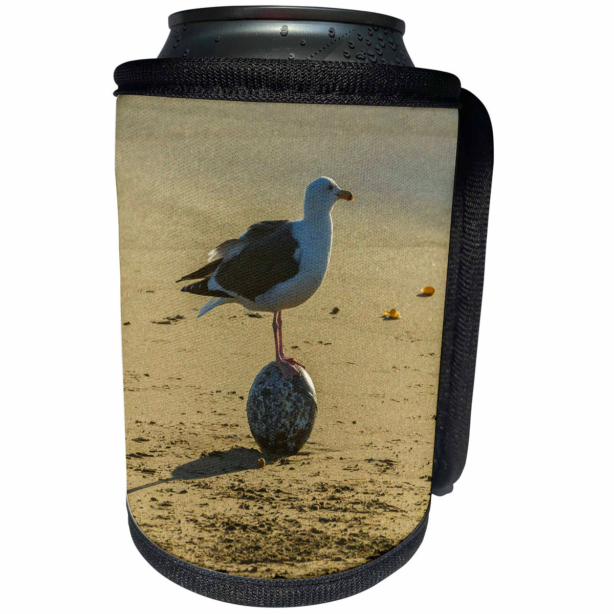 3dRose Danita Delimont - Seabirds - California, San Luis Obispo. Herring gull standing on ocean flotsam. - Can Cooler Bottle Wrap (cc_278594)