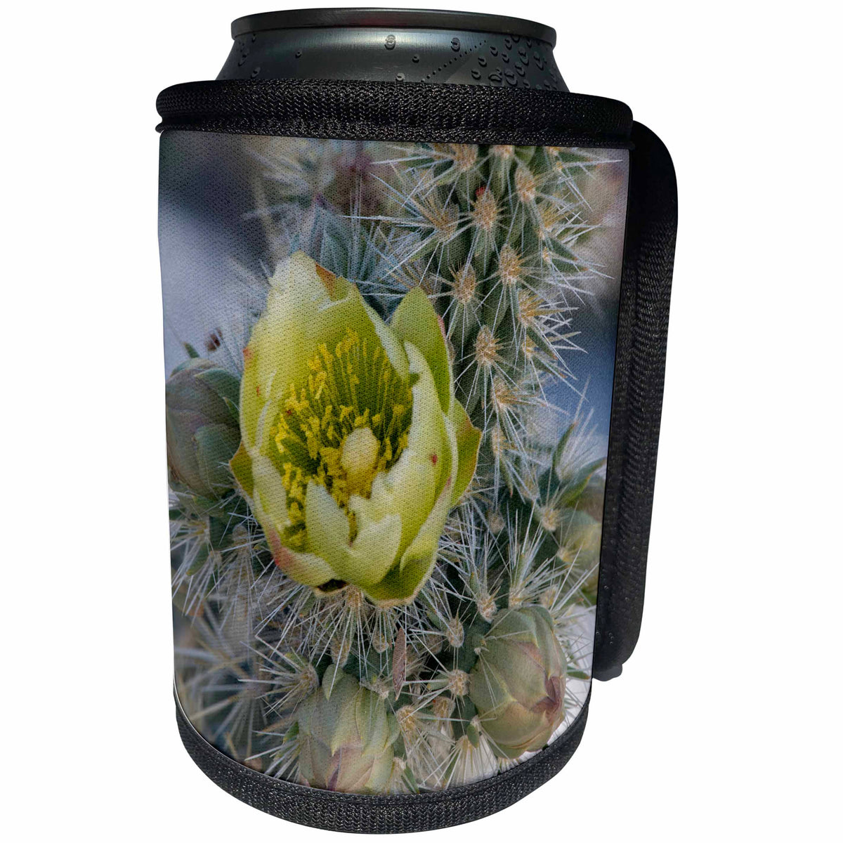 3dRose Danita Delimont - Flowers - California. Silver Cholla cactus in Anza Borrego Desert State Park - Can Cooler Bottle Wrap (cc_278605)