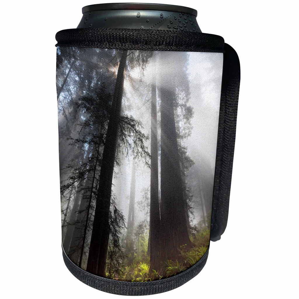 3dRose Danita Delimont - Forests - California. Foggy sun rays in the redwood forest, Redwood NP - Can Cooler Bottle Wrap (cc_278609)