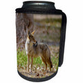 3dRose Danita Delimont - Coyotes - California, Death Valley, Lone coyote standing in the grass. - Can Cooler Bottle Wrap (cc_278615)