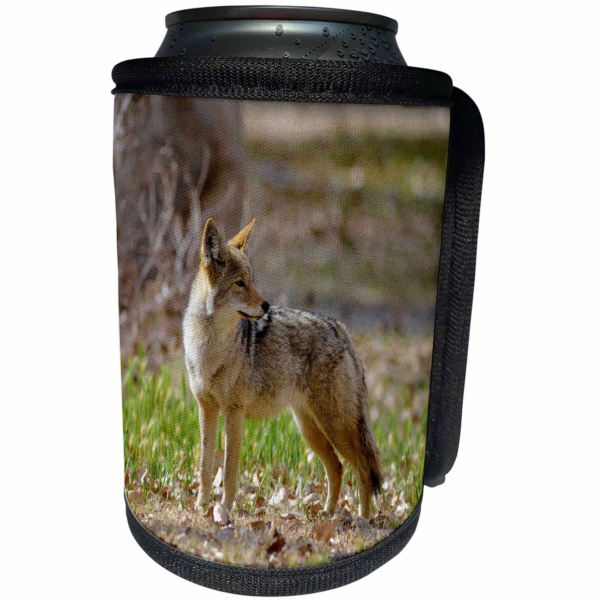 3dRose Danita Delimont - Coyotes - California, Death Valley, Lone coyote standing in the grass. - Can Cooler Bottle Wrap (cc_278615)