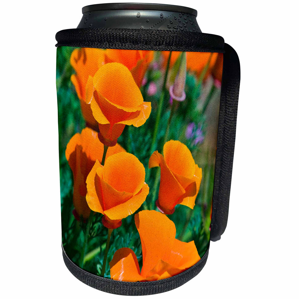 3dRose Danita Delimont - Flowers - California Poppies, Antelope Valley, California - Can Cooler Bottle Wrap (cc_278620)