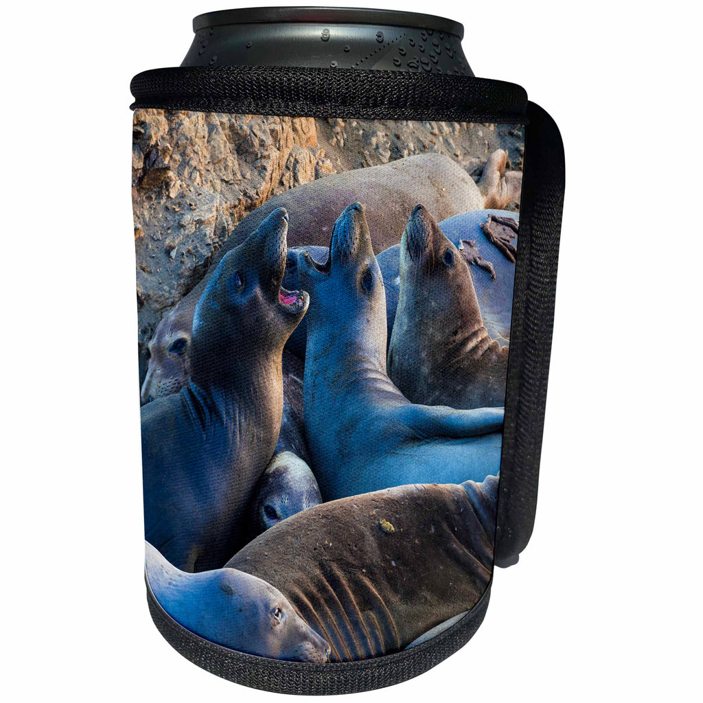 3dRose Danita Delimont - Seals - Northern elephant seals, San Simeon, California - Can Cooler Bottle Wrap (cc_278639)