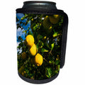 3dRose Danita Delimont - Food - Lemon orchard in Wheeler Canyon, Ventura County, California, USA - Can Cooler Bottle Wrap (cc_278649)