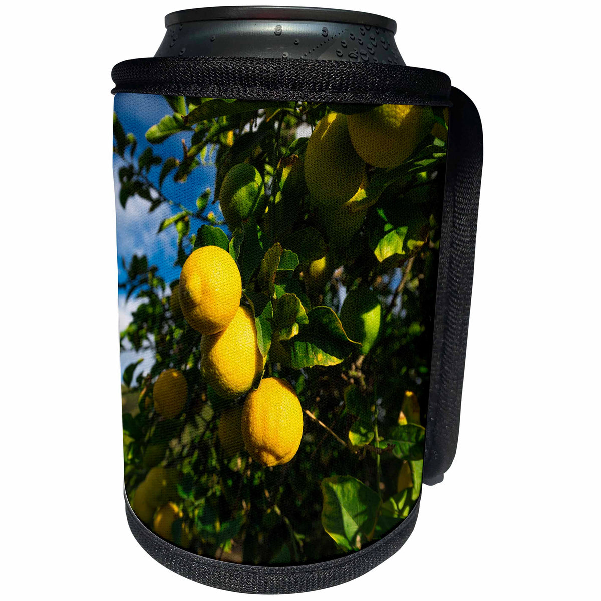 3dRose Danita Delimont - Food - Lemon orchard in Wheeler Canyon, Ventura County, California, USA - Can Cooler Bottle Wrap (cc_278649)