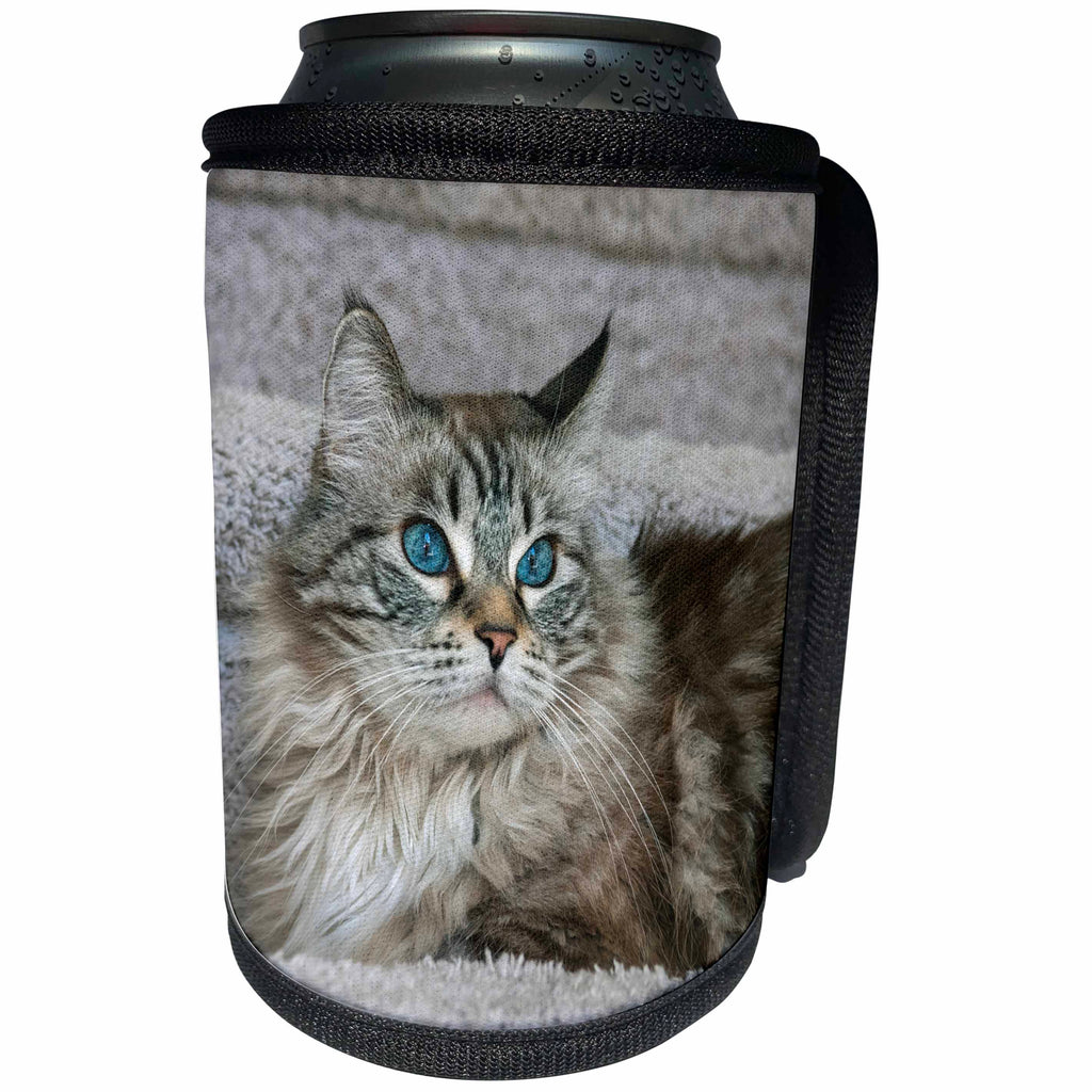 3dRose Danita Delimont - Cats - Portrait of a Cat - Can Cooler Bottle Wrap (cc_278676)